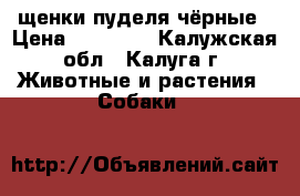 щенки пуделя чёрные › Цена ­ 10 000 - Калужская обл., Калуга г. Животные и растения » Собаки   